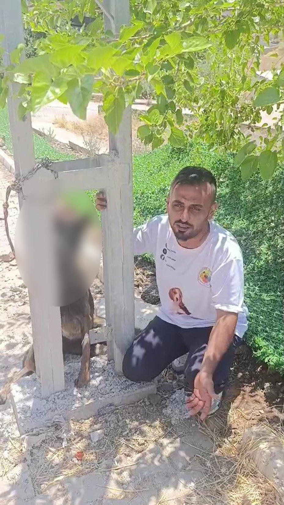 Belçika kurdunu zehirleyip direğe asarak telef ettiler