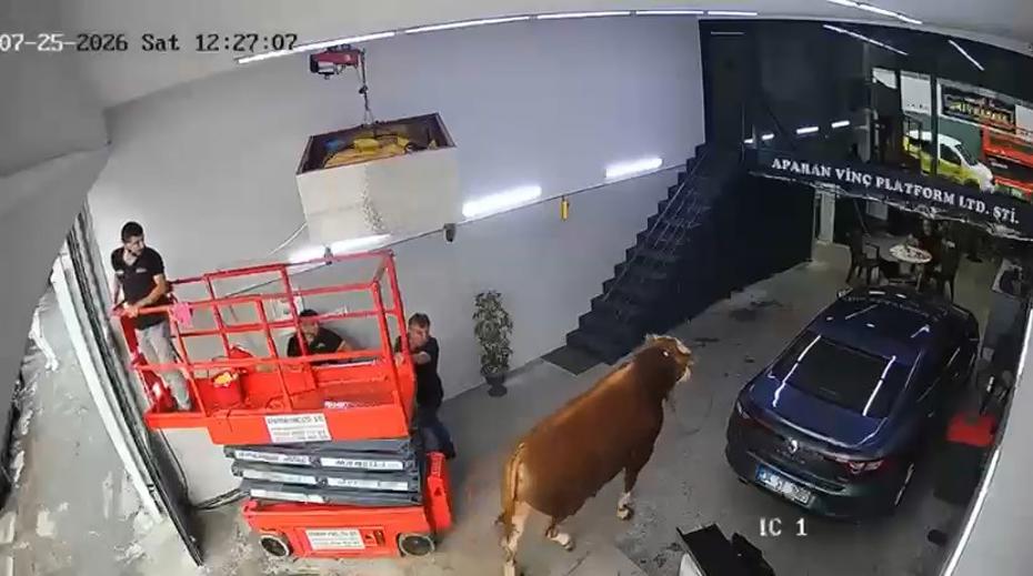 Kaçan Boğa Sanayi Sitesinde Panik Yarattı