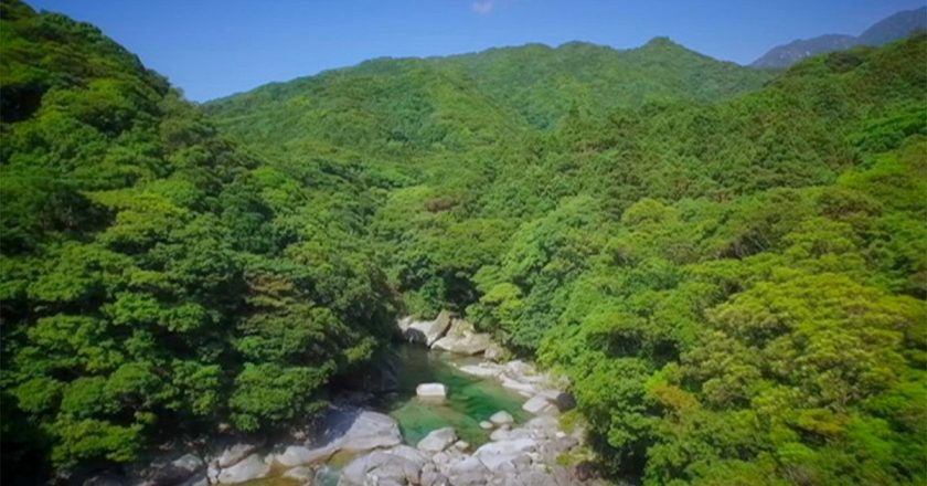 Japonya’nın cennet köşesi: Yakushima adası