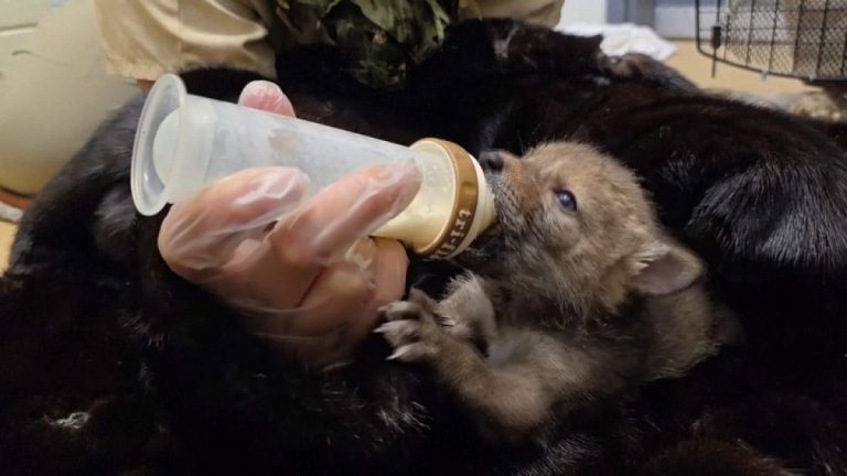Video. Dokuz yetim çakal yavrusu ABD’de vahşi doğaya geri döndü