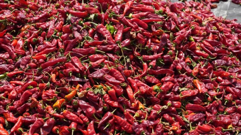 Kilis’te biber kurutma çalışması başladı, sınırın sıfır noktası kırmızıya döndü