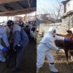 Tunceli’de kitlelerde hastalık alarmı! Yetkililer önlem aldı