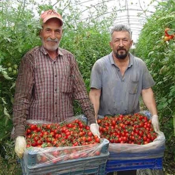 Koleksiyon bitiyor: Şehir genelinde 1 milyon 200 bin ton performans elde edildi …. – Son dakika hayatı için haberler