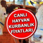 Kurban fiyat fiyatları 2025 kilogram | Koyun ve sığırların kurban fiyatlarının maliyeti ne kadar? Kesme kurbanının maliyeti açıklandı! İşte kurban koyun, keçi, et fiyatları …