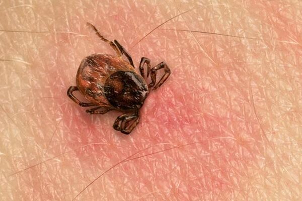 Isırık vakalarında ciddi artış! 15 gün boyunca kan emerek yaşıyorlar: “Onlar çok hızlı bir şekilde çoğalabilecek hayvanlar”