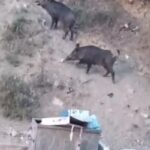 Hatay için aç olan vahşi domuzlar yerleşime indi; Kameradaki o anlar