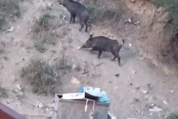 Hatay için aç olan vahşi domuzlar yerleşime indi; Kameradaki o anlar