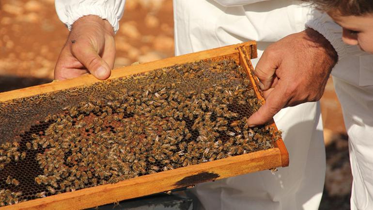 Boğa Dağları'ndan 2300 irtifanın başarısı: 2 altın, 1 gümüş