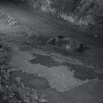 Mahalle sakinlerini mutsuz eden ayıya evinin önünde yatarken saldırdı! Onu kamyonuyla kovaladı.