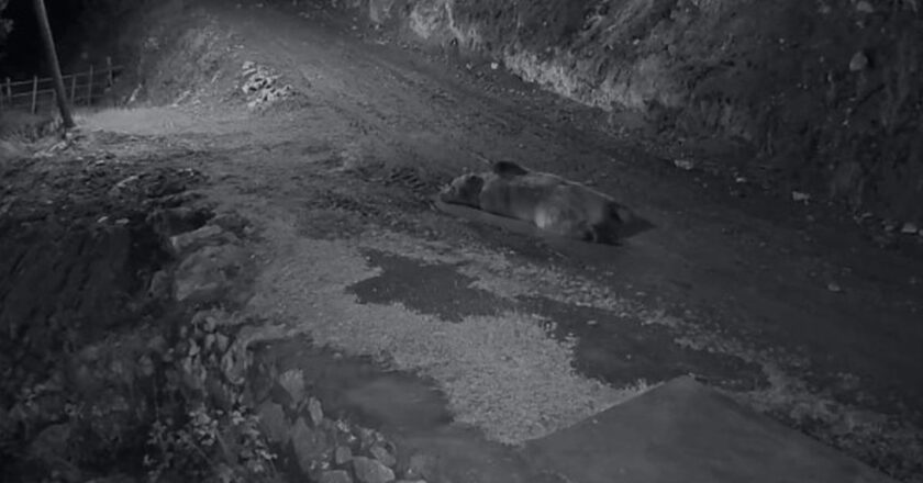 Mahalle sakinlerini mutsuz eden ayıya evinin önünde yatarken saldırdı! Onu kamyonuyla kovaladı.