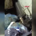 600 Bin Liralık Hırsızlık, Trafik Kazasında Gün Yüzüne Çıktı