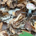 “Bu Mantarın Yenilebilir Olduğunu Düşünmeyin! 6 Saat Sonra Başlayan Belirtilere Dikkat”